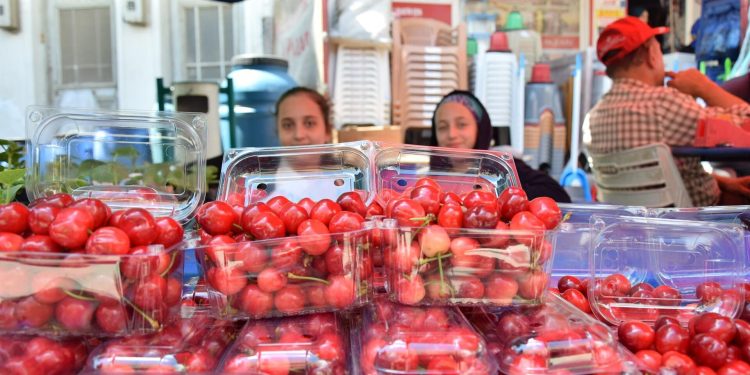 Antalya’da erkenci kirazın hasadı başladı