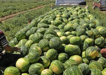 Antalya’da karpuz hasadı “gecikmeli” başladı