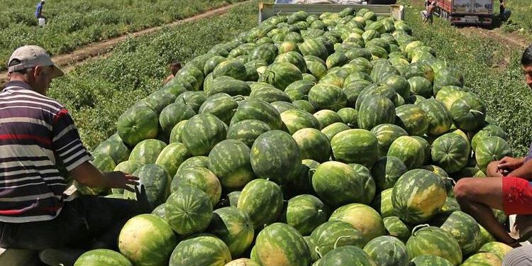 Antalya’da karpuz hasadı “gecikmeli” başladı