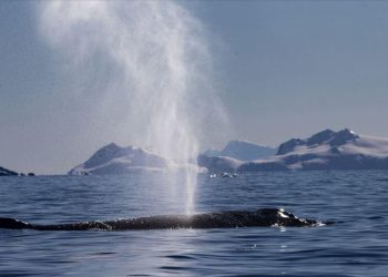 ‘Antarktika dünyanın damacanası’