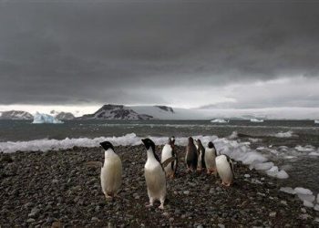 Antarktika’da binlerce yavru penguenin öldüğü tespit edildi