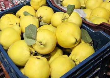 Ayva ihracatından 13 milyon 418 bin liralık gelir