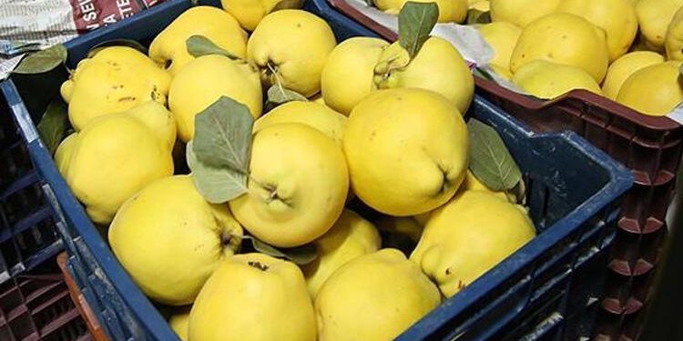 Ayva ihracatından 13 milyon 418 bin liralık gelir