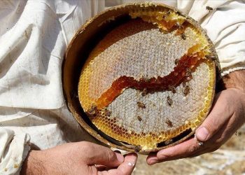 Bal ihracatından 6,3 milyon dolar gelir