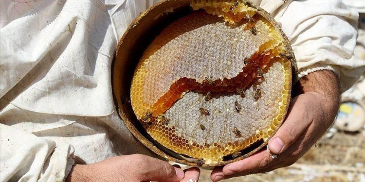 Bal ihracatından 6,3 milyon dolar gelir