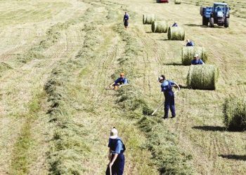 Çiftçiler borcunu hasatta ödüyor