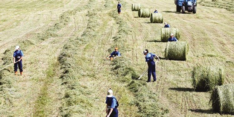 Çiftçiler borcunu hasatta ödüyor