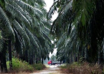 Dünyada 2018’de 12 milyon hektar ormanlık alan yok oldu