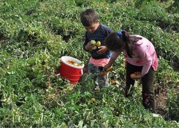 En fazla çocuk işçi tarım sektöründe