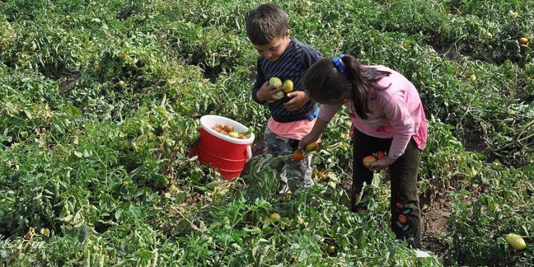 En fazla çocuk işçi tarım sektöründe
