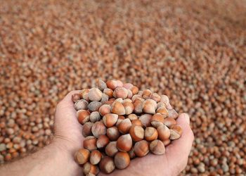 Fındık üreticileri yeni sezona hazırlanıyor