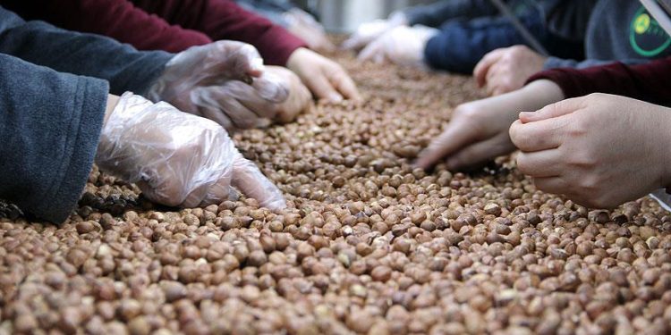 Giresun’dan 50 milyon dolarlık fındık ihracatı