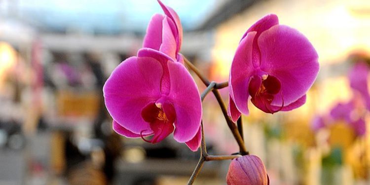 Kilosu bin liradan alıcı buluyor