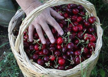 Kiraz ihracatında hedef 300 milyon dolar