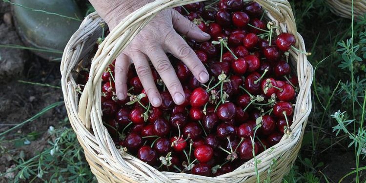 Kiraz ihracatında hedef 300 milyon dolar