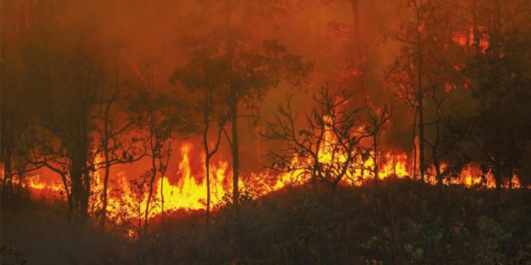 Sel, yangın ve kuraklık gibi afetler büyümeyi aşağı çeker: Ekonomi ‘iklim’siz kalkınamaz