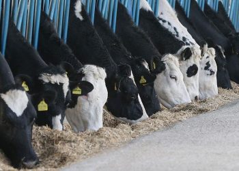 Toplanan inek sütü miktarı açıklandı