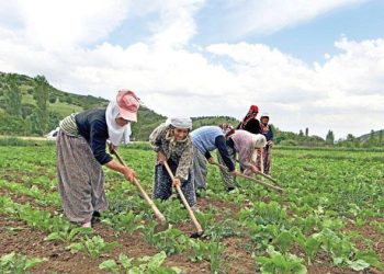 Üreticiye 62.3 milyar TL’lik destek