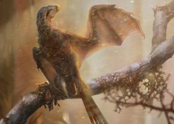 Yarasa kanatlı yeni bir dinozor türü keşfedildi