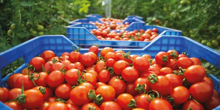 Bakan Yumaklı tarımda yeni dönemi anlattı… Sebze fiyatını tarım OSB’ler İle düşürme planı