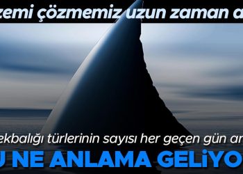 Denizlerdeki köpekbalığı türlerinin sayısı hızla artıyor… Bu ne anlama geliyor? ‘Bu gizemi çözmemiz uzun zaman aldı’