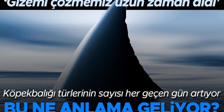 Denizlerdeki köpekbalığı türlerinin sayısı hızla artıyor… Bu ne anlama geliyor? ‘Bu gizemi çözmemiz uzun zaman aldı’