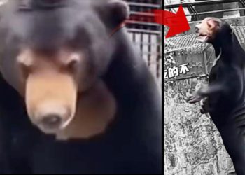Hayvanat bahçesindeki görüntü ortalığı karıştırdı: İnsan mı, ayı mı? Yetkililer açıklama yapmak zorunda kaldı…