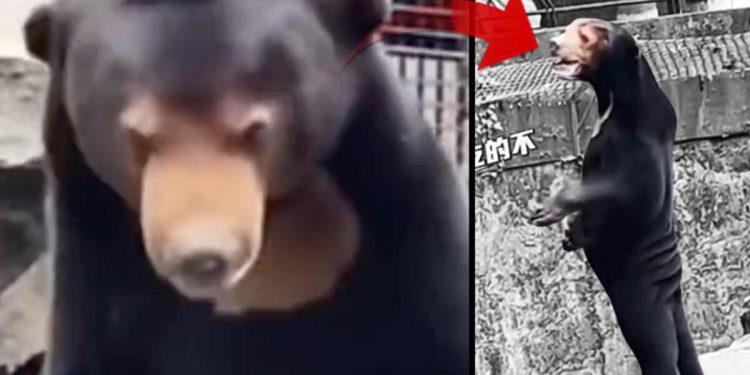 Hayvanat bahçesindeki görüntü ortalığı karıştırdı: İnsan mı, ayı mı? Yetkililer açıklama yapmak zorunda kaldı…