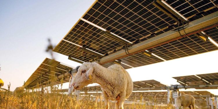 GES arazisinde hayvancılık dönemi… Karapınar GES’in altında biten otlar hayvancılığa açıldı