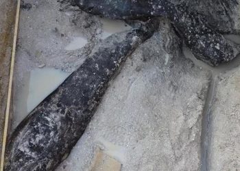 Zambiya’da heyecanlandıran keşif: 500 bin yıllık ahşap yapı bulundu