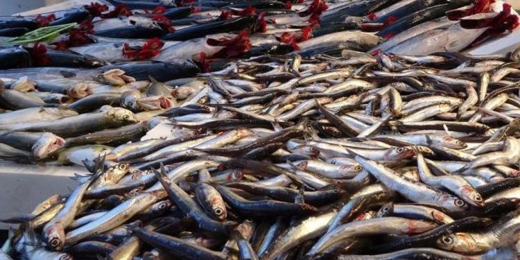 Hamsi 50 liraya satılıyor