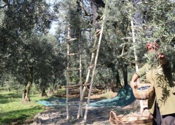 Zeytin alım fiyatları belli oldu