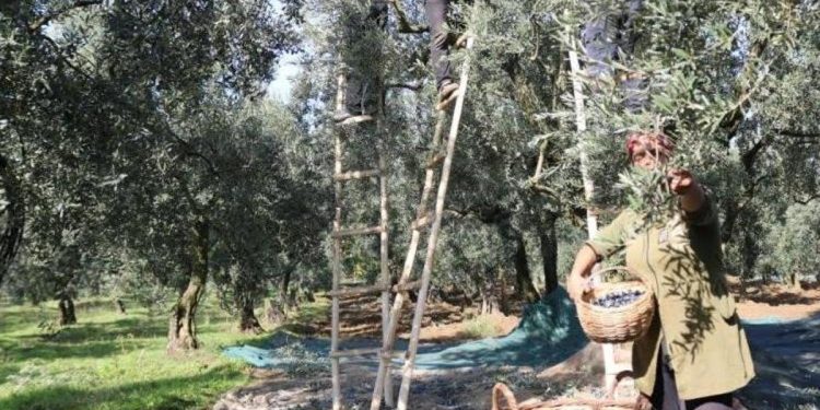 Zeytin alım fiyatları belli oldu